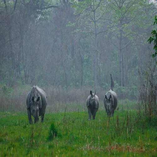 Chitwan National Park Wildlife Tour